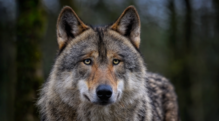 Helder vraagt duidelijkheid over wolfmelding in De Zilk