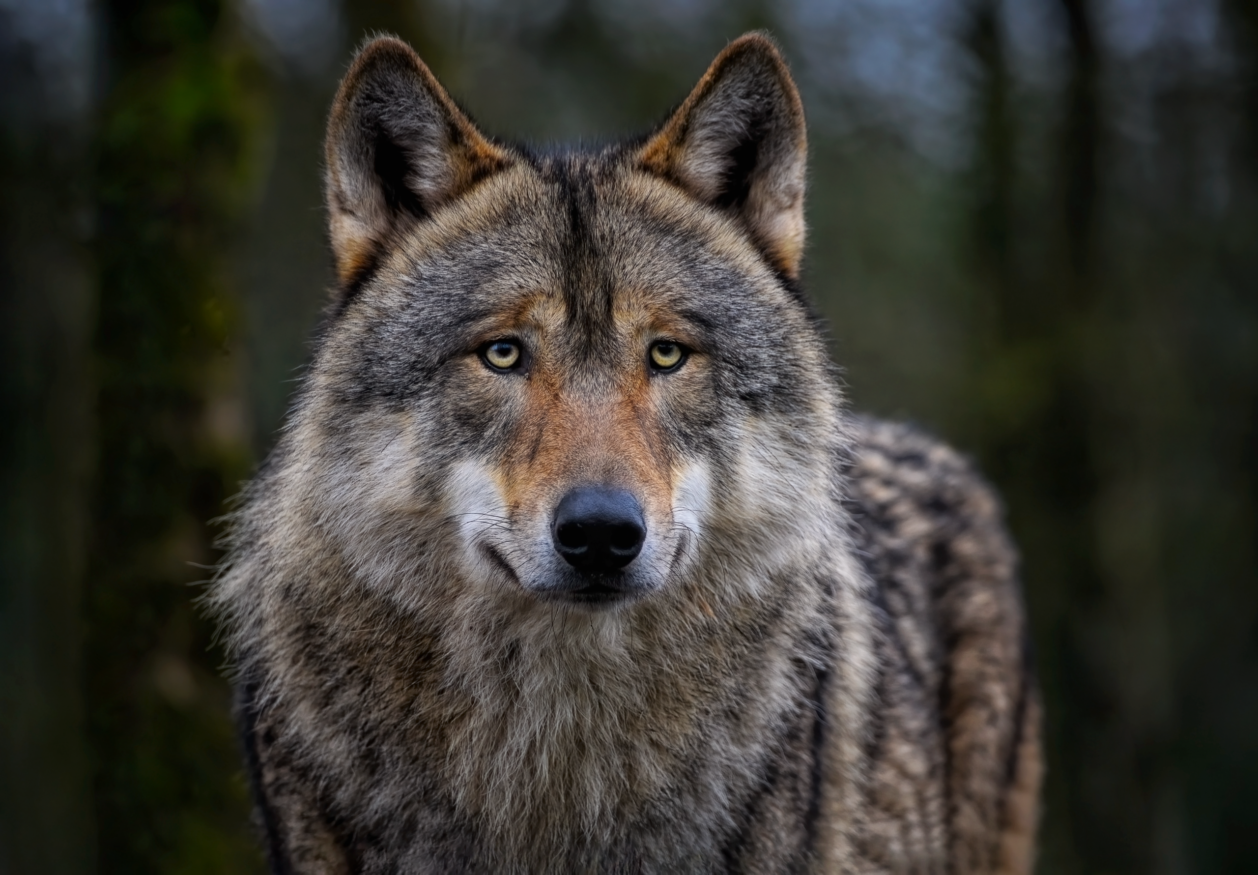 Helder vraagt duidelijkheid over wolfmelding in De Zilk