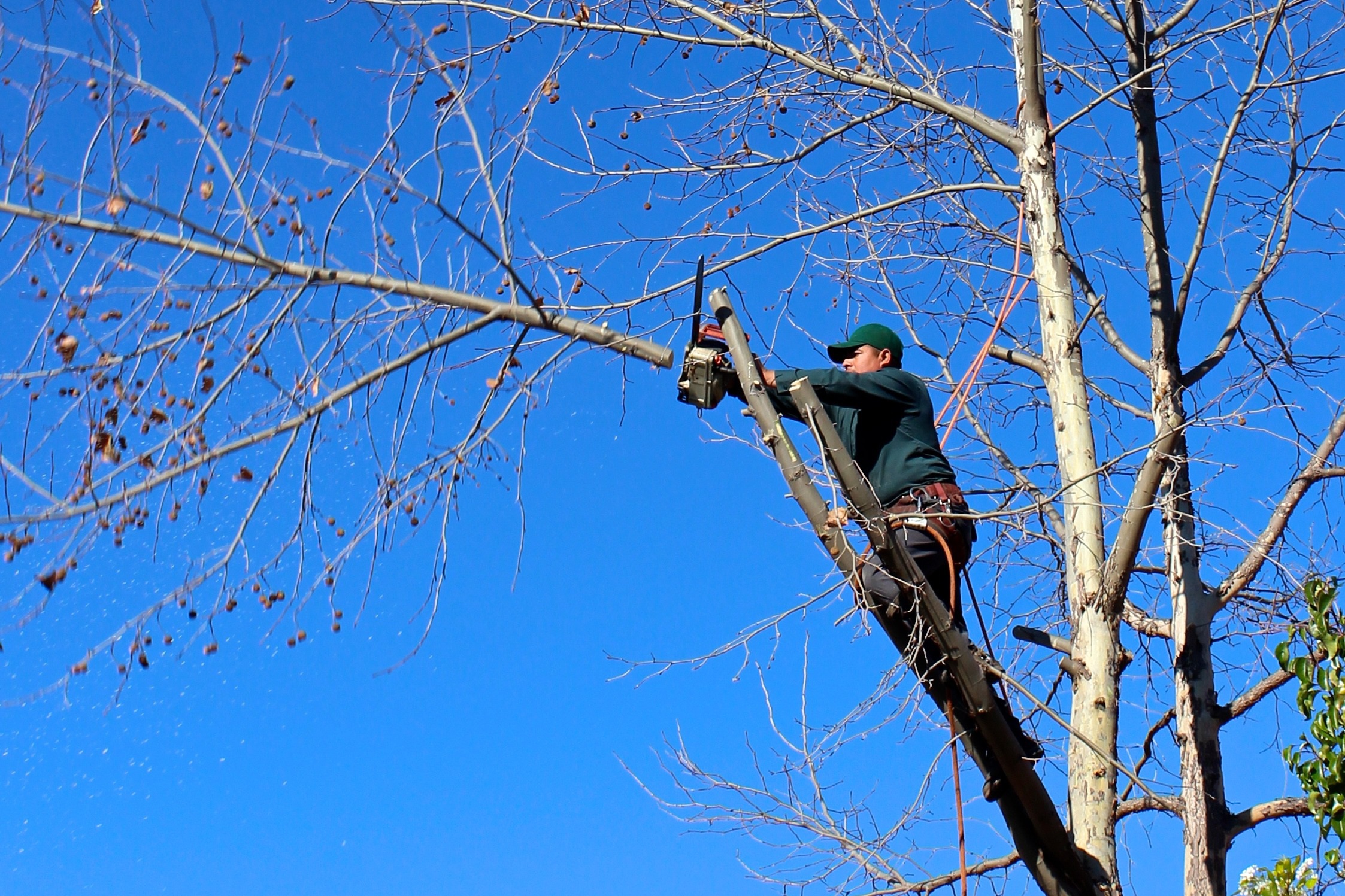 nightowl-tree-100589